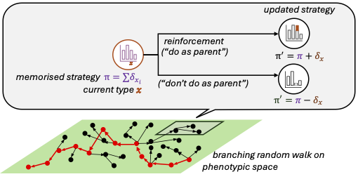 Inherited strategies and reinforcement along a branching genealogy.